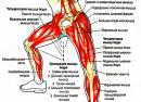 Фитнес для ног: комплексы для укрепления мышц и похудения